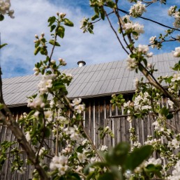 Barn with Apple Blossoms
